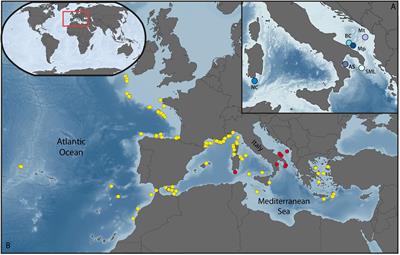 The Yellow Coral <mark class="highlighted">Dendrophyllia cornigera</mark> in a Warming Ocean
